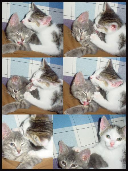 Les caresses...
